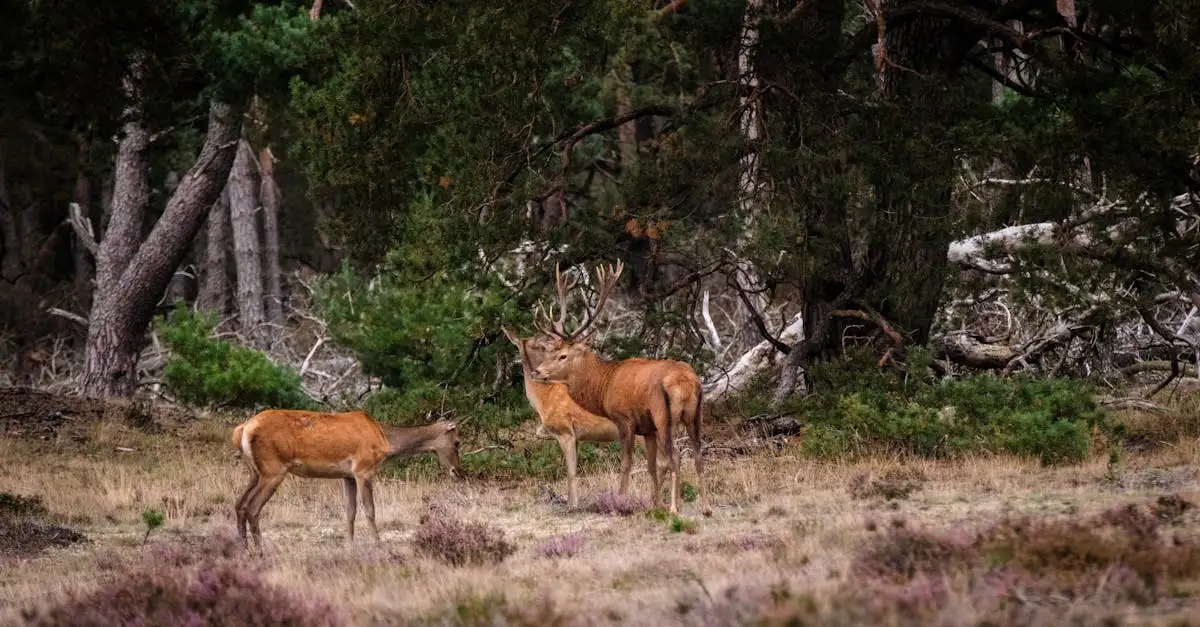 Duurzaam leven op de Veluwe: Ontdek de mogelijkheden